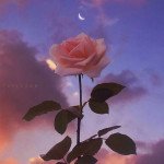 Iqra Amin